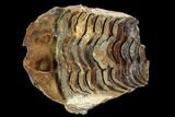 Fossil Calymene Trilobite Nodule - Morocco #106625-2